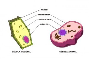 Cómo diferenciar una célula procariota y eucariota