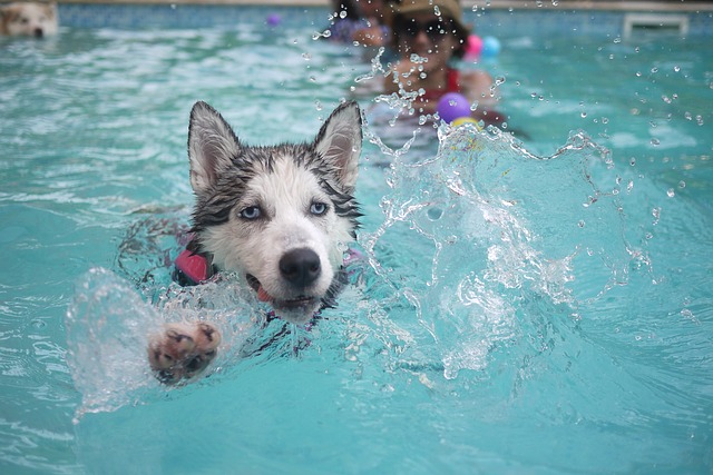 nadar a lo perrito