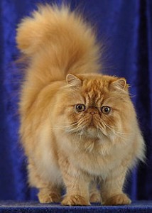 gato persa1