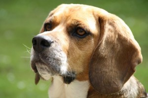 como cuidar un cachorro de beagle 3