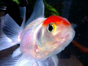 Cómo cuidar un pez de agua fríaa