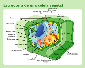 Cómo diferenciar la célula animal y la célula vegetal