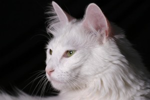 cómo bañar un gato