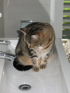 Cómo enseñar a un gato a ir al baño