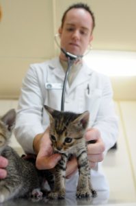 Cómo evitar el miedo al veterinario en los gatos