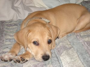 Cuáles son los alimentos tóxicos para los perros