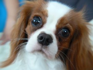 Cuáles son los alimentos tóxicos para los perros