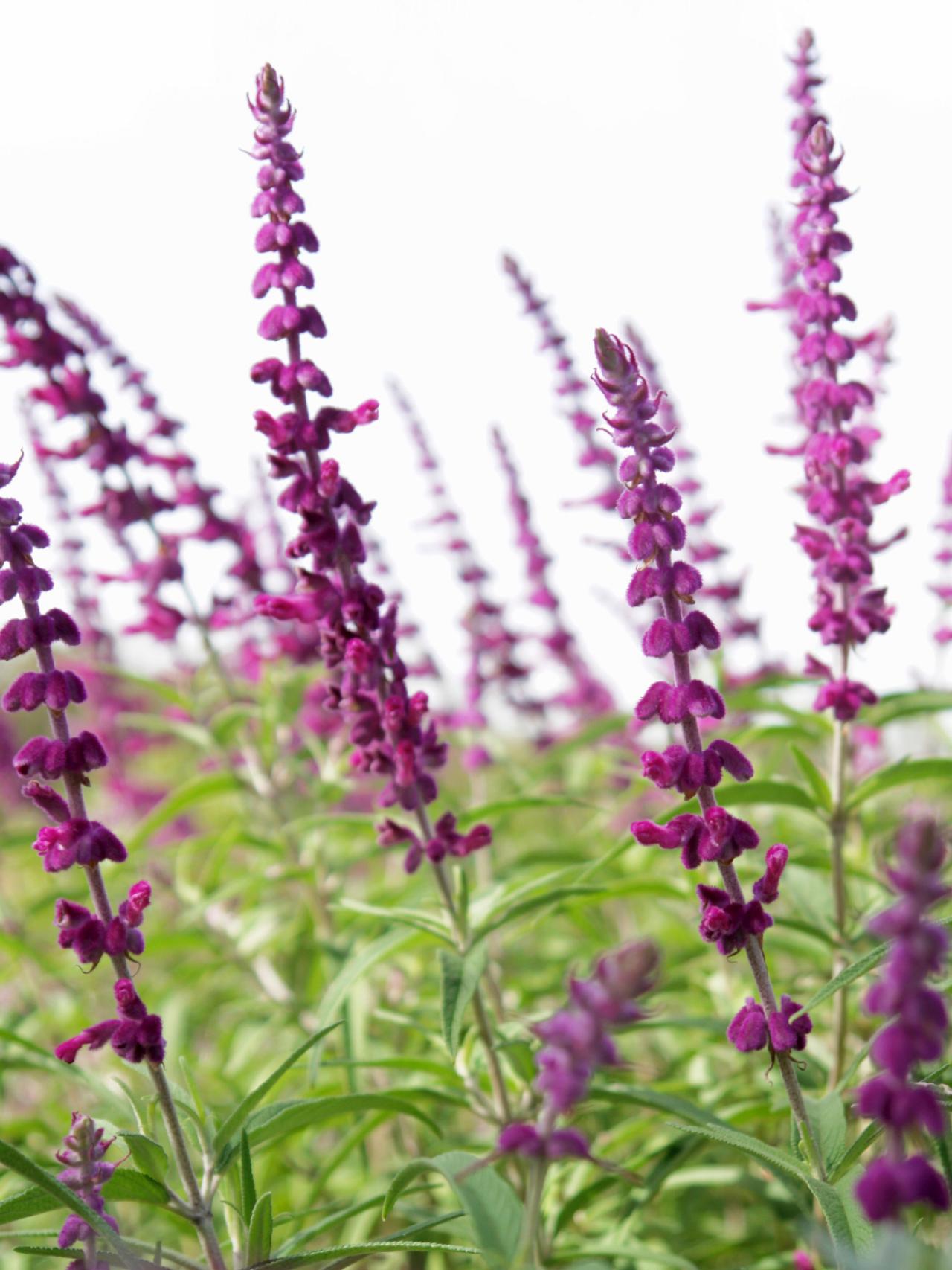 Cuáles son las propiedades curativas de la salvia 12 pasos Salud