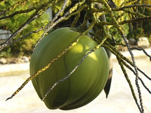coconut-174666_640