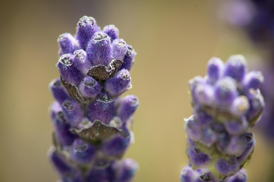 Cómo hacer aceite de lavanda