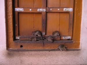Cómo ahuyentar ratas con remedios caseros