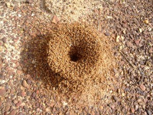 Cómo detener una invasión de hormigas