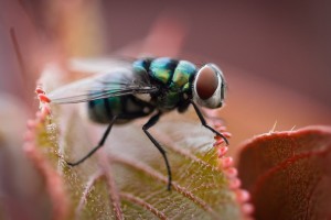 Qué significa soñar con moscas