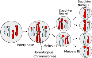 Cómo diferenciar mitosis y meiosis