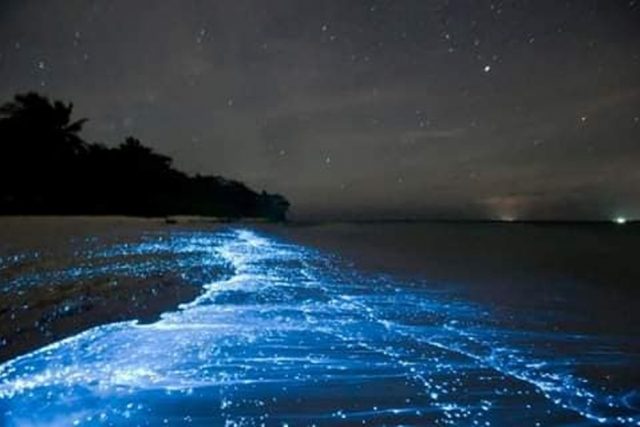 bioluminiscencia