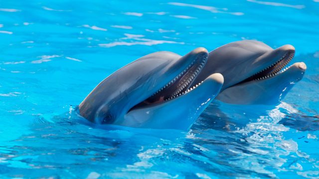 ¿Qué significa soñar con delfines?