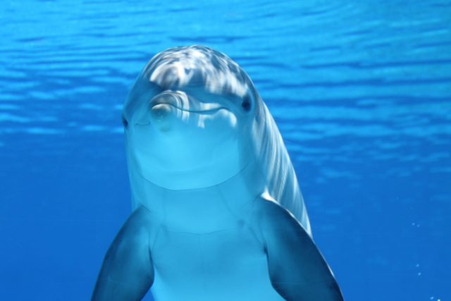Los delfines son animales muy queridos por las personas. Se ha demostrado que su nivel de inteligencia es superior al de otros animales, así como su nivel de sociabilidad. Además, son leales y longevos. Todas estas características se asemejan a las de los seres humanos, y por tanto, son muchas las personas que se identifican con estos animales e incluso se convierten en sus animales favoritos. Por ello, no es extraño encontrarlos en nuestro sueño, y alegrarnos al recordar que hemos soñado con delfines. ¿Sabes qué significa soñar con delfines? ¿Crees que este sueño tiene siempre interpretaciones negativas? ¿Alguna vez has tenido un mal presagio al soñar con ellos? A continuación desvelamos todos los secretos que posee el sueño con delfines, para que puedas comprobar qué significado puedes atribuirle. ¡Toma nota y no pierdas detalle! Los sueños, reveladores de nuestras emociones ¿Quién no ha tenido algún sueño alguna vez? Todos soñamos, y además lo hacemos cada noche, cuando el sueño nos atrapa. La ciencia nos muestra evidencias sobre nuestros procesos de sueño. Gracias a ella sabemos que tenemos unos 9 sueños todas las noches, que todos ellos son más cortos de los que nos parecen, y que no siempre se recuerdan. Los sueños son representaciones que fabrica nuestra mente mientras duerme. Estas interpretaciones se componen de un conjunto de sensaciones, que incluye imágenes, sonidos y emociones. Tienen un alto componente de fantasía, no siempre se corresponden con la realidad; es por ello que a veces soñamos cosas imposibles, con altos niveles de fantasía, e incluso con personas que ya no están entre nosotros. Soñando podemos experimentar la sensación de volar, volvernos invisibles e incluso convertirnos en un zombie. Estas representaciones son producto de la actividad que realiza nuestro cerebro cuando nuestro cuerpo duerme. Durante la noche, la mente aprovecha las horas de sueño para ordenar la información almacenada durante el día; desechar aquella que no resulta útil y guardar a buen recaudo aquella funcional. Como resultado de este proceso, se producen estas interpretaciones tan personales. Los sueños son una muy buena oportunidad de asomarnos a nuestro inconsciente y poder observar lo que esconde en su interior. Sus interpretaciones revelan aspectos de nuestro sistema emocional y nuestra personalidad que no son revelados por otra vía, por lo que nos ofrece una información muy valiosa para nuestro autoconocimiento y autosabiduría. Para ello, debemos atender a multitud de detalles; desde la historia que narra, los elementos que aparecen en él e incluso el color de las imágenes oníricas. Todo ello será fundamental para poder interpretar de manera fiel el sueño que hemos tenido (y recordado). ¿Qué significa soñar con delfines? Soñar con delfines suele ser bastante común, por lo que se trata de un sueño que puede interpretarse fácilmente. No obstante, su interpretación variará en función de algunos detalles, en especial lo que ha ocurrido con estos animales en nuestro sueño. ¡Veamos! Soñar con delfines en una piscina Si hemos soñado con delfines y estábamos dentro de una piscina, puede que la información principal no recaiga sobre los delfines, sino sobre la piscina. Su tamaño nos va a dar claves muy importantes para poder interpretar nuestro sueño de la manera más fiel posible. Las piscinas grandes y limpias se asocian con emociones positivas. En ellas, se encuentra la paz, el desasosiego, la tranquilidad y el bienestar. El nado de los delfines, tan nítido y constante, produce emociones parecidas. Es por ello que soñar con delfines que nadan en una piscina grande y limpia es sinónimo de que nuestra vida se encuentra en paz, y que estamos a gusto en ella. Si, por el contrario, la piscina es pequeña y está sucia, quizás demostraría una incomodidad con nuestro ambiente más próximo que quedaría representado en el sueño. Estas características no son agradables, por lo que podría estar evidenciando algún tipo de problema de adaptación a nuestro entorno. Deberás limpiar esta piscina para poder sentirte mejor, lo que implica hacer cambios positivos en tu vida. Soñar con delfines que nadan en el mar El mar es señal de libertad, de confianza, de satisfacción. No hay nada más gratificante que dejarse llevar por la corriente, sin forzar, sabiendo que nada malo puede pasar. Esto, junto al hipnotizante nado de los delfines, puede interpretarse como un estado de paz mental y personal en el que te sientes a gusto. Posees una buena autoestima, y gracias a ello, vives un muy buen momento personal. ¡Enhorabuena! Soñar con delfines que atacan Si has soñado que has sido atacada por un delfín o una manada de ellos, ¡cuidado! Tu sueño puede estar evidenciando algún tipo de miedo y/o preocupación acerca de algún aspecto de tu vida. ¿Te sientes atacada por alguien? ¿Se avecinan cambios importantes en tu vida que te producen un gran temor? ¿Tienes miedo a ser traicionada? Debes reflexionar sobre todo ello, pues este sueño puede estar evidenciando estos problemas, aunque en un primer momento no seas consciente de ellos. Soñar con delfines muertos Este sueño puede ser normal si estás echando de menos a un ser querido que ha fallecido, o si temes por la vida de alguien o incluso por la tuya propia. Evidencia tristeza, posibles pérdidas, y sufrimiento. El sueño mejorará a medida que tu estado de ánimo se encuentre más positivo, por lo que será razón inequívoca para trabajar en su mejora y en ti misma. De esta manera, soñar con delfines puede tener diferentes interpretaciones, atendiendo a los detalles del sueño. Recuerda buscar siempre la interpretación de tus sueños, para poder obtener evidencias de lo que está ocurriendo en tu interior.