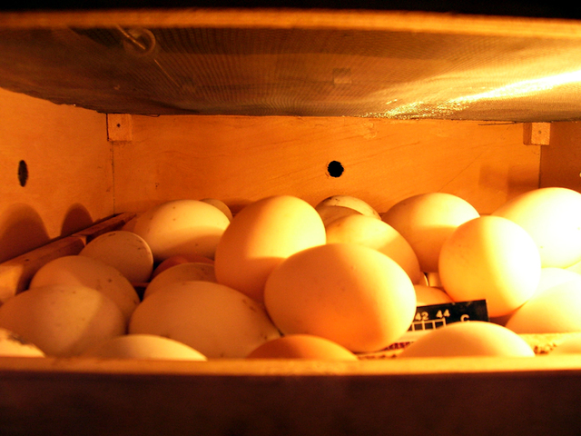 proteínas masa muscular