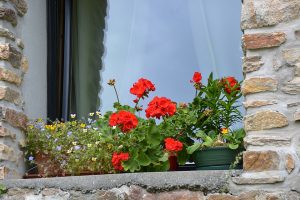 Cómo cuidar plantas de exterior