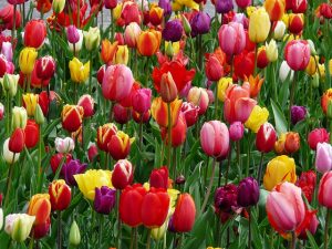 Cómo cuidar tulipanes
