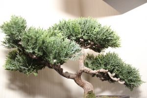 Cómo cuidar un bonsái