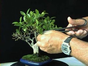 Cómo hacer un bonsái