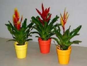 Como las plantas de interior se verán preciosas