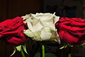 Cual es el significado de las rosas rojas blancas y amarillasa