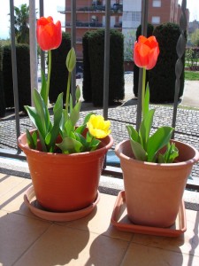 Cómo plantar bulbos en macetas.