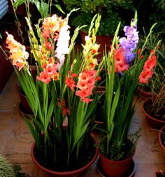 Cómo plantar bulbos en macetas.