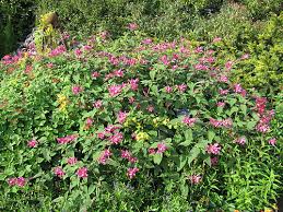 Cómo plantar salvia