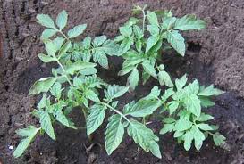 Cómo plantar tomates