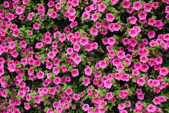 petunias