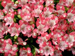 Alstroemerias: Cómo cuidar alstroemerias