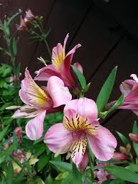 Alstroemerias: Cómo cuidar alstroemerias