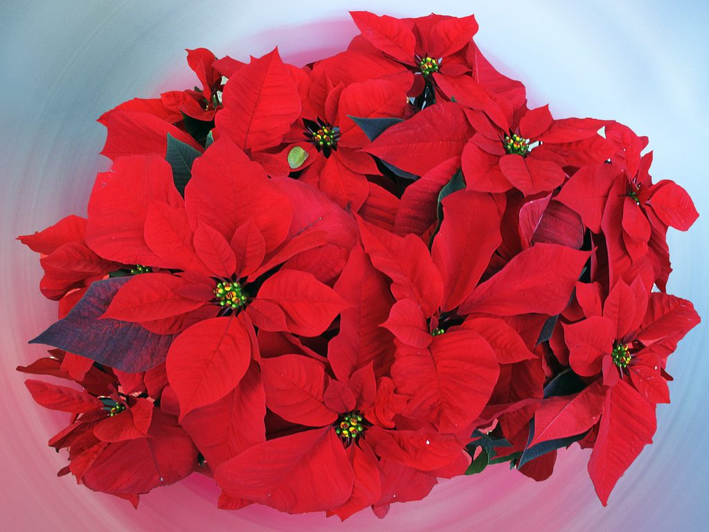 Flor de Pascua: Cómo cuidar una flor de pascua