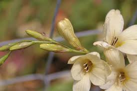 Fresias: Cómo cuidar fresias