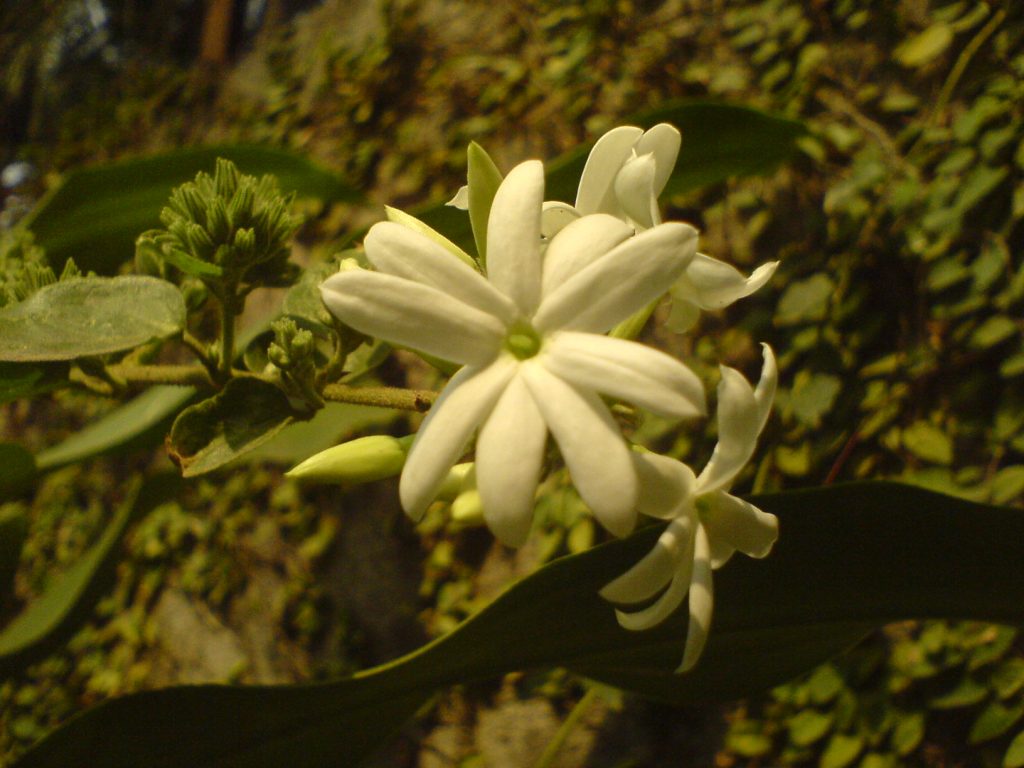 Jazmines: Cómo cuidar un jazmín