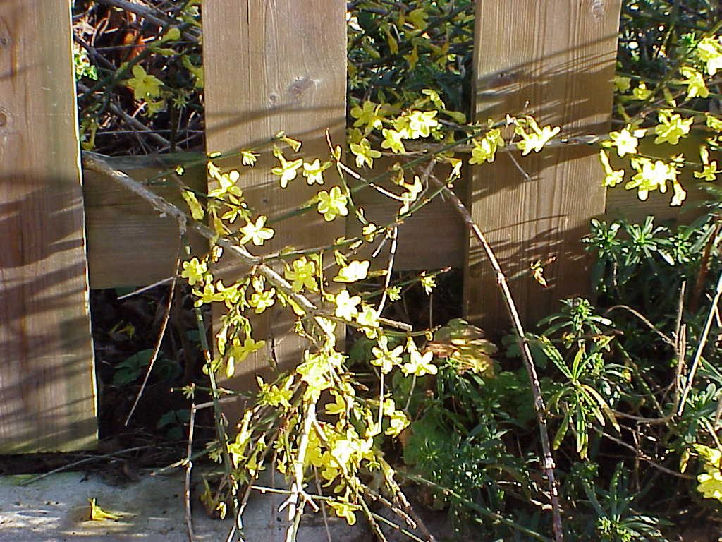 Jazmines: Cómo cuidar un jazmín