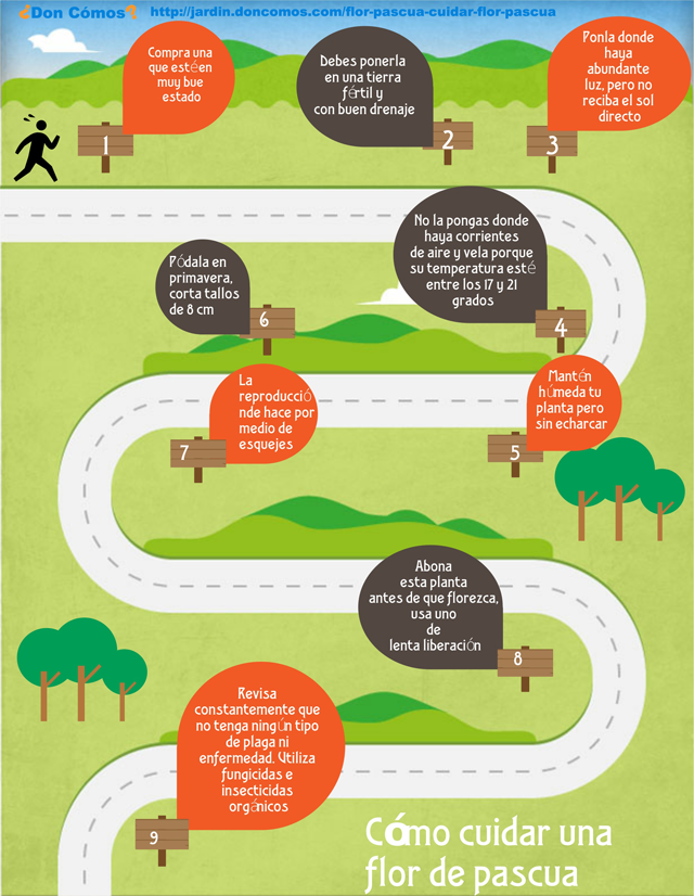 Flor de Pascua: Cómo cuidar una flor de pascua