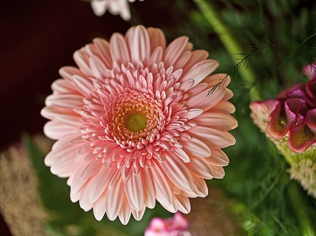 Gerberas: Cómo cuidar una gerbera - 6 pasos - Jardín 