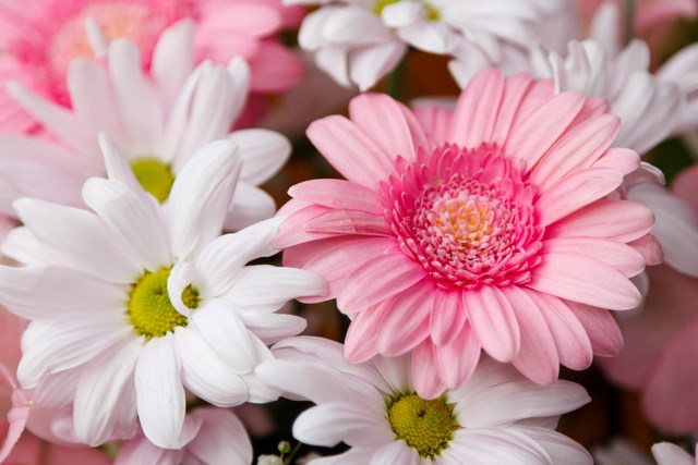 Gerberas: Cómo cuidar una gerbera - 6 pasos - Jardín 