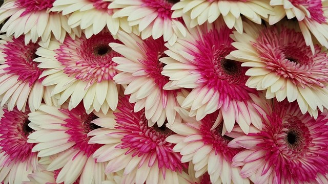 Gerberas: Cómo cuidar una gerbera - 6 pasos - Jardín 