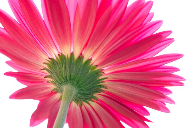 Gerberas: Cómo cuidar una gerbera - 6 pasos - Jardín 