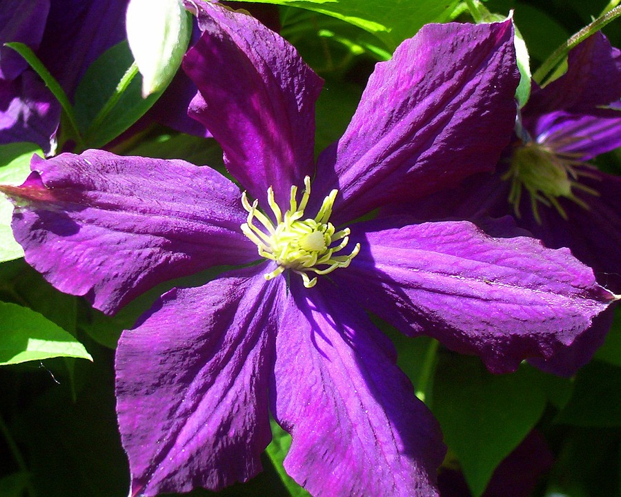 Violetas: Cómo cuidar violetas