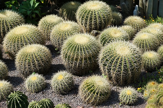 cactus globosos