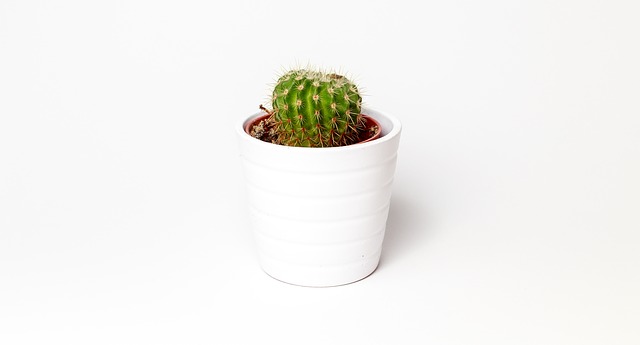 Cactus: Cómo cuidar un Cactus