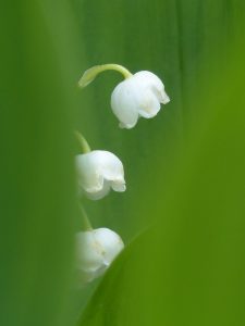 Lirios del Valle: Cómo son, cuidados y cultivo - Jardín Doncomos.com