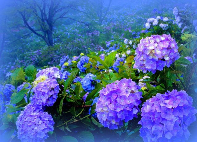 Cómo cuidar las hortensias azules - 9 pasos - Jardín 