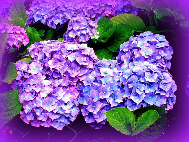 Cómo cuidar las hortensias azules - 9 pasos - Jardín 